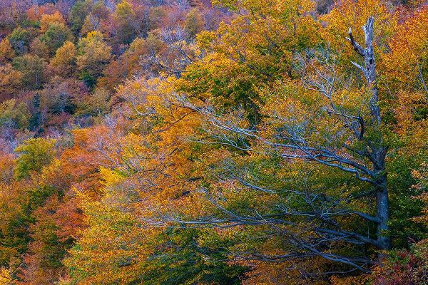 Gulin, Sylvia 아티스트의 USA-New Hampshire-New England Fall colors on hillsides along highway 16 north of Jackson작품입니다.